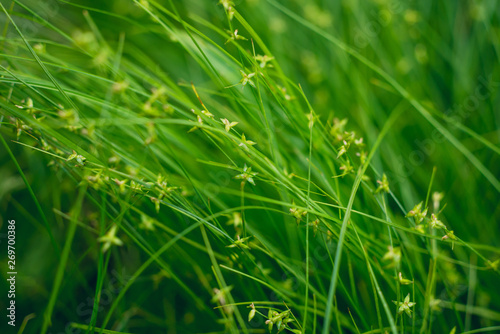 closeup of green sedge grass