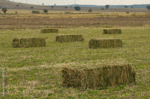 Hay bales left to dry in the field photo