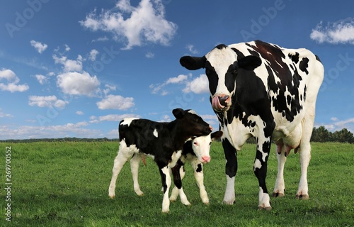 Mother cow standing in meadow with tongue out licking face with her newborn twin calves standing beside her