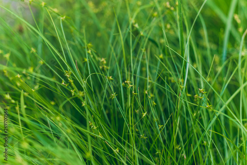 Cuadro en lienzo closeup of green sedge grass