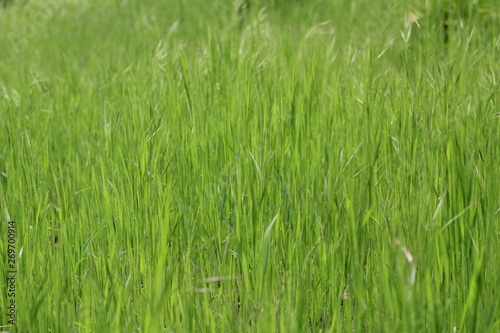 background of grass