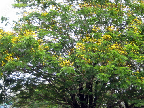 Fototapeta Naklejka Na Ścianę i Meble -  Arbre en fleurs aux Philippines