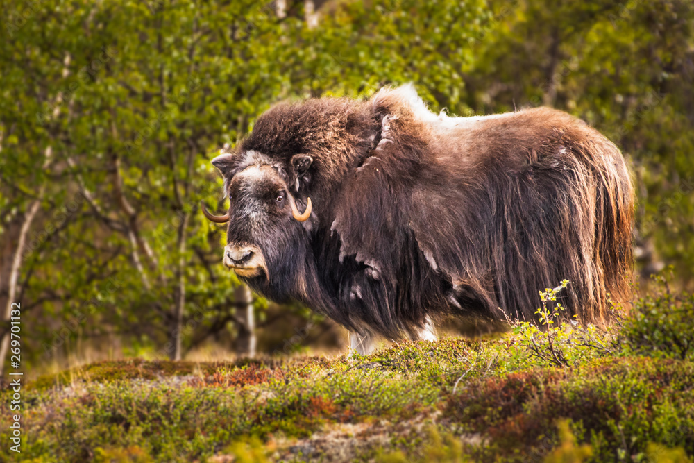 portrait of a musk ox (Ovibos moschatus) in nature Norway portrait of a musk ox (Ovibos moschatus) in nature Norway