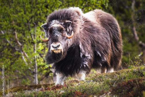 portrait of a musk ox (Ovibos moschatus) in nature Norway