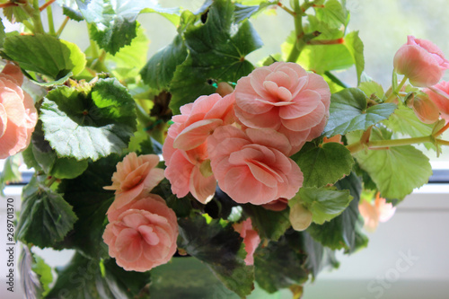 Foto Begonia tuberhybrida in a pot on the windowsill close up