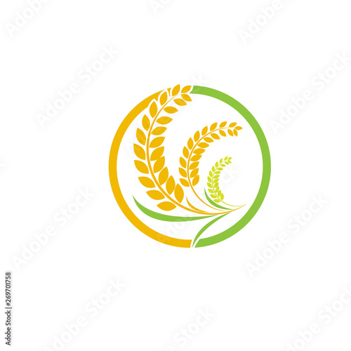 Design Orange brown paddy rice premium natural