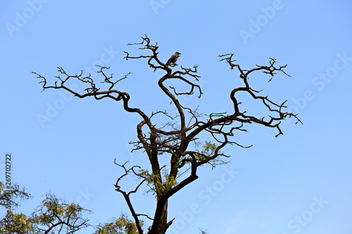 crow on a dried-up tree