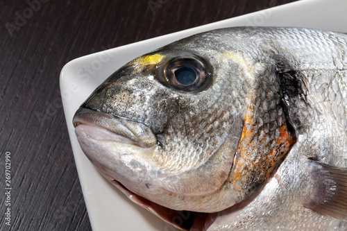 Fresh gilthead bream photo