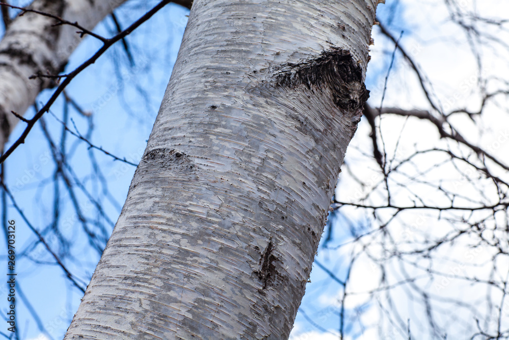 Fototapeta premium 白樺 国有林 私有地