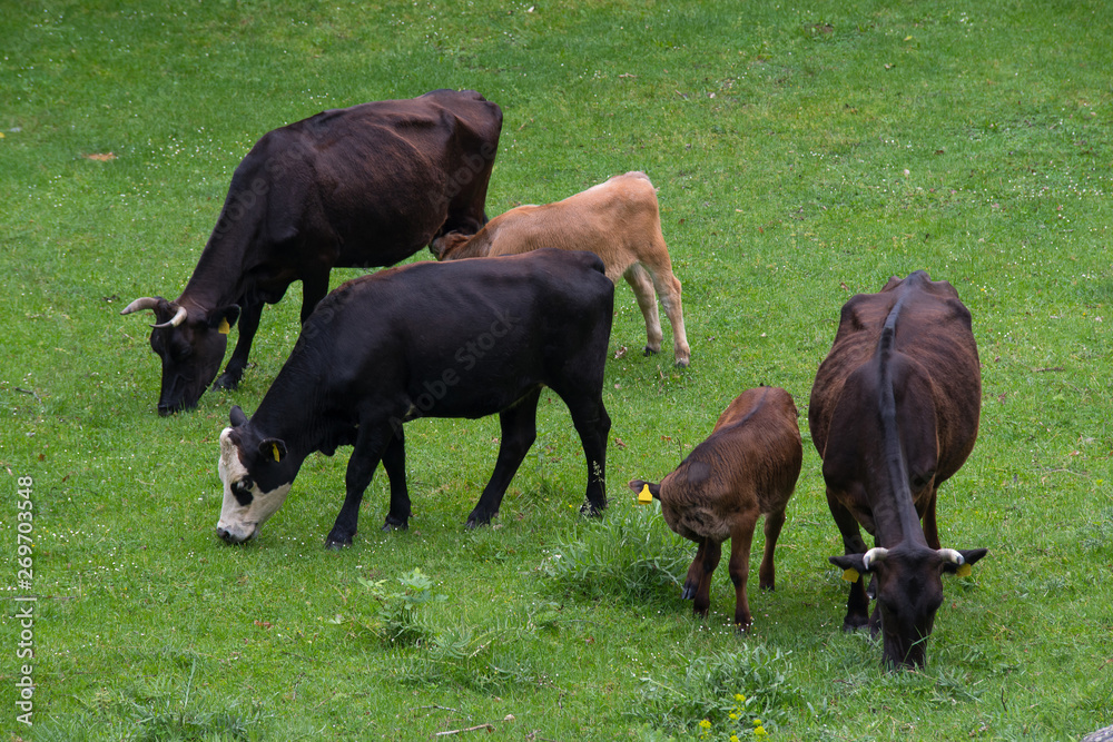 Fototapeta premium Cows and calves