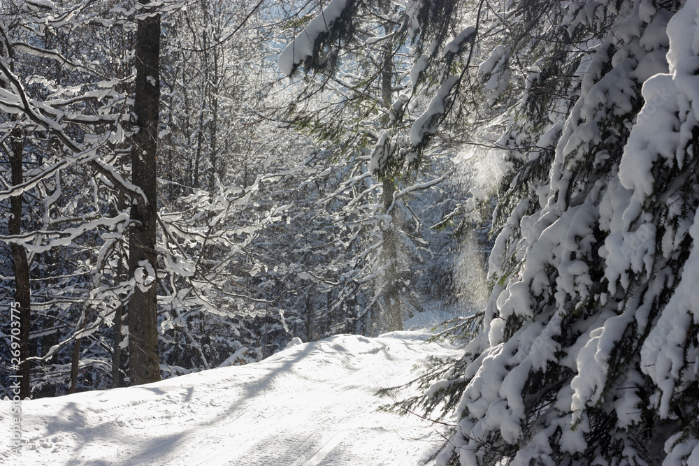 snow covered trees snow covered trees