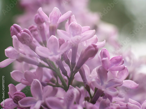 Sweet violet Lilac flowers for background. Sweet Lilac. Lilac flowers. Green branch with spring lilac flowers