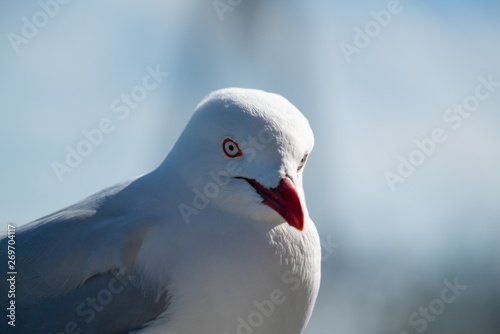 wild Australian seagull bird