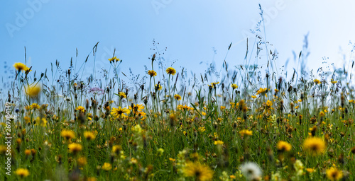 yellow and blue flower meadow under blue sky