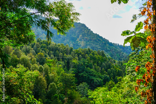green rain forest in the mountainous rural area of Bali © Yakup