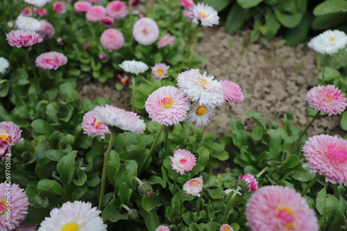 Daisies