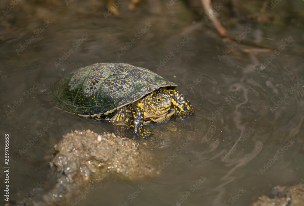 Obraz premium Balkan pond terrapin, Mauremys rivulata