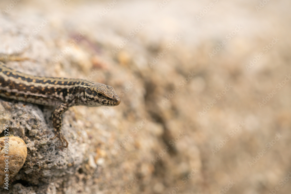 Fototapeta premium Erhards wall lizard, podarcis erhardii riveti,