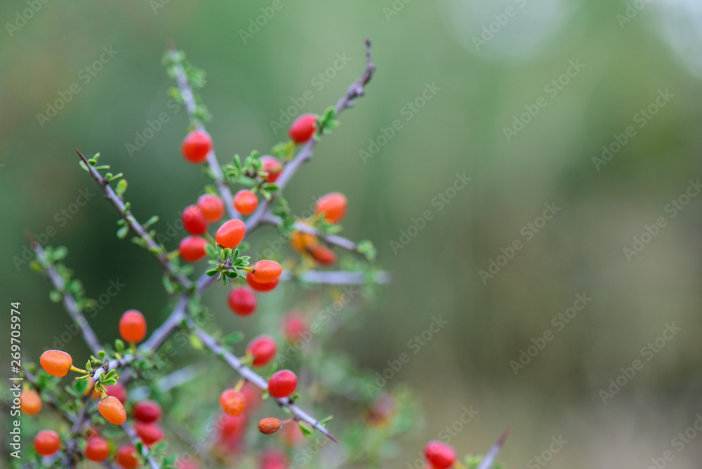 Small red wild fruits in the Pampas forest, Patagonia, Argentina Small red wild fruits in the Pampas forest, Patagonia, Argentina