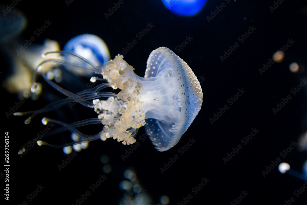 Obraz premium Blue jellyfish on a black background swimmind right.