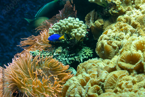 Colored coral reef with tropical fish