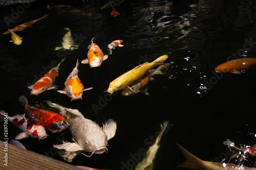 A multi-colored koi carp swims near the water's surface.