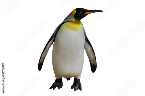 King penguin standing on a white background