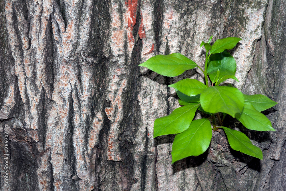 structural bark of a poplar tree,.with green foliage background image