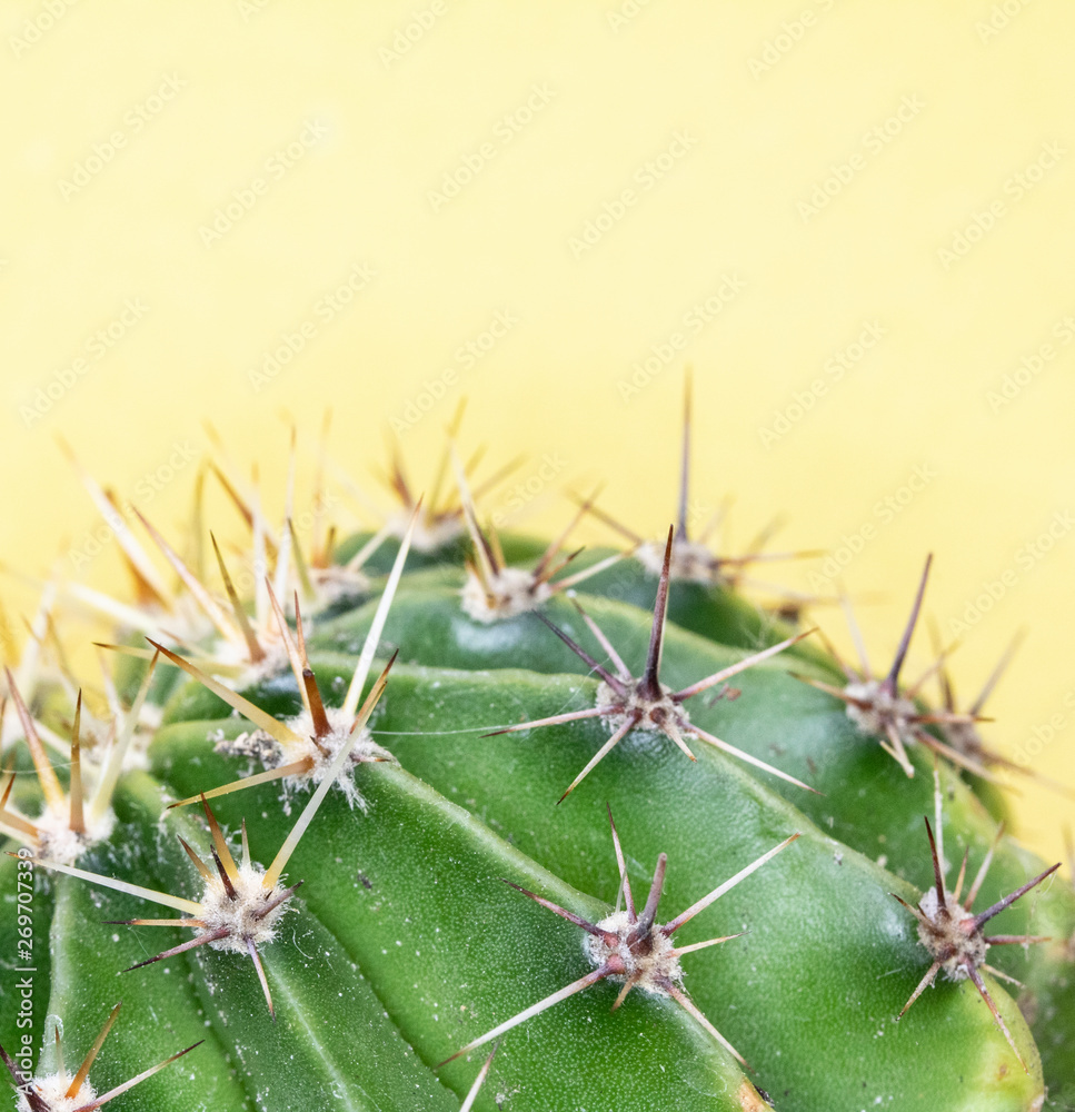 Close Up of a Spiky Cactus Cacti or Succulent on a Yellow Background Close Up of a Spiky Cactus Cacti or Succulent on a Yellow Background