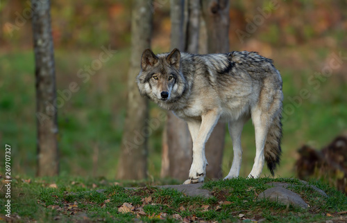 A lone Timber wolf or Grey Wolf Canis lupus on top of a rock looks back on an autumn day in Canada