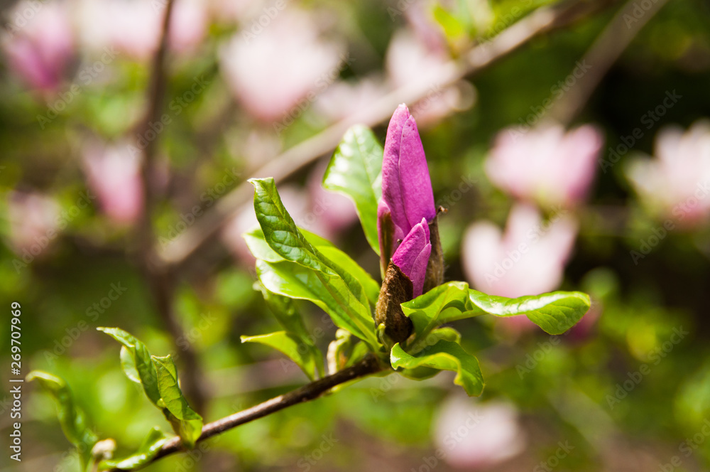 Beautiful magnolia flower. Close up macro Beautiful magnolia flower. Close up macro