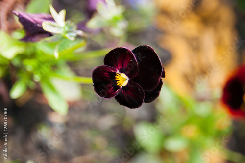 Pansy flower. wild pansy flower. close up shot