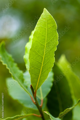 Fresh leaves of laurel tree 