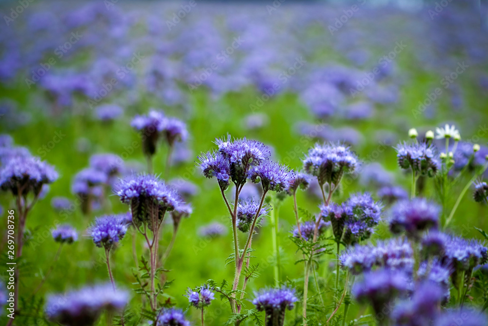many purple flowers Phacelia tanacetifolia many purple flowers Phacelia tanacetifolia