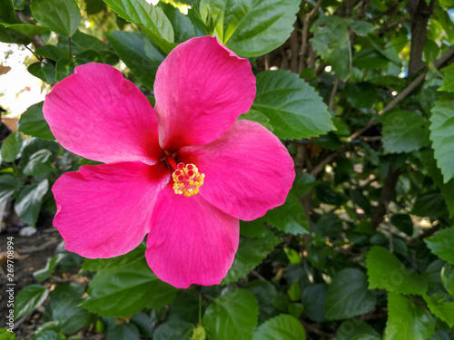 A single large red hibiscus flower 