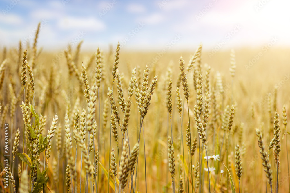 full of ripe grains, golden ears of wheat or rye close up on a blue sky background. full of ripe grains, golden ears of wheat or rye close up on a blue sky background.