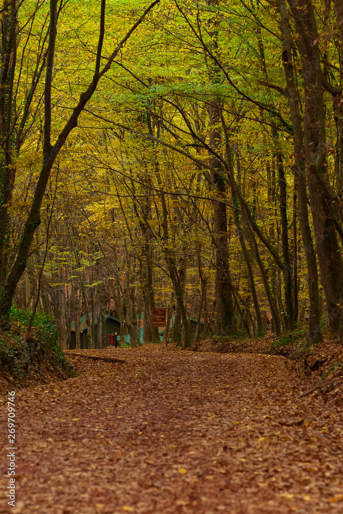 Obraz premium autumn in the Belgrad Forest