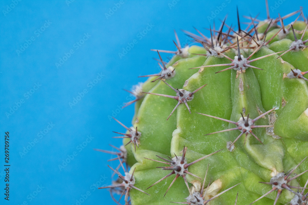 Abstract Close Up of a Spiky Cactus Cacti or Succulent on a Blue Background Abstract Close Up of a Spiky Cactus Cacti or Succulent on a Blue Background