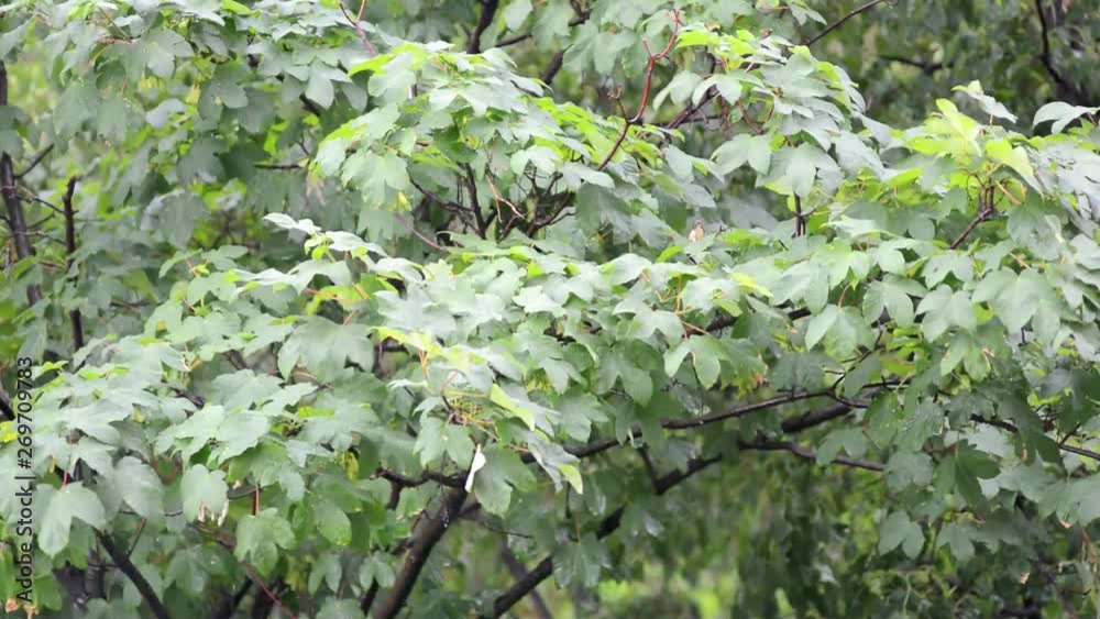 Spring rain falling on green trees. Spring rain falling on green trees.