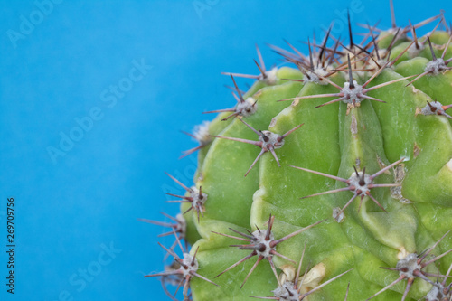 Abstract Close Up of a Spiky Cactus Cacti or Succulent on a Blue Background