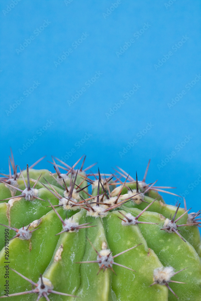 Abstract Close Up of a Spiky Cactus Cacti or Succulent on a Blue Background Abstract Close Up of a Spiky Cactus Cacti or Succulent on a Blue Background