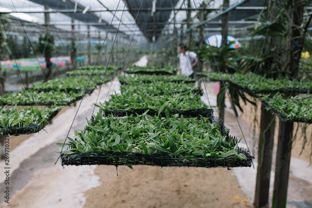 young orchids seedlings in basket in nursery greenhouse at orchid farm, Thailand. young orchids seedlings in basket in nursery greenhouse at orchid farm, Thailand.