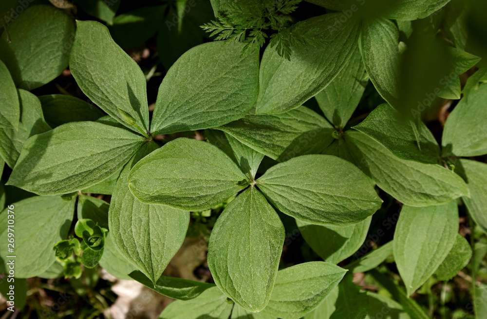 A poisonous Herb Paris blooming in shadows in spring A poisonous Herb Paris blooming in shadows in spring