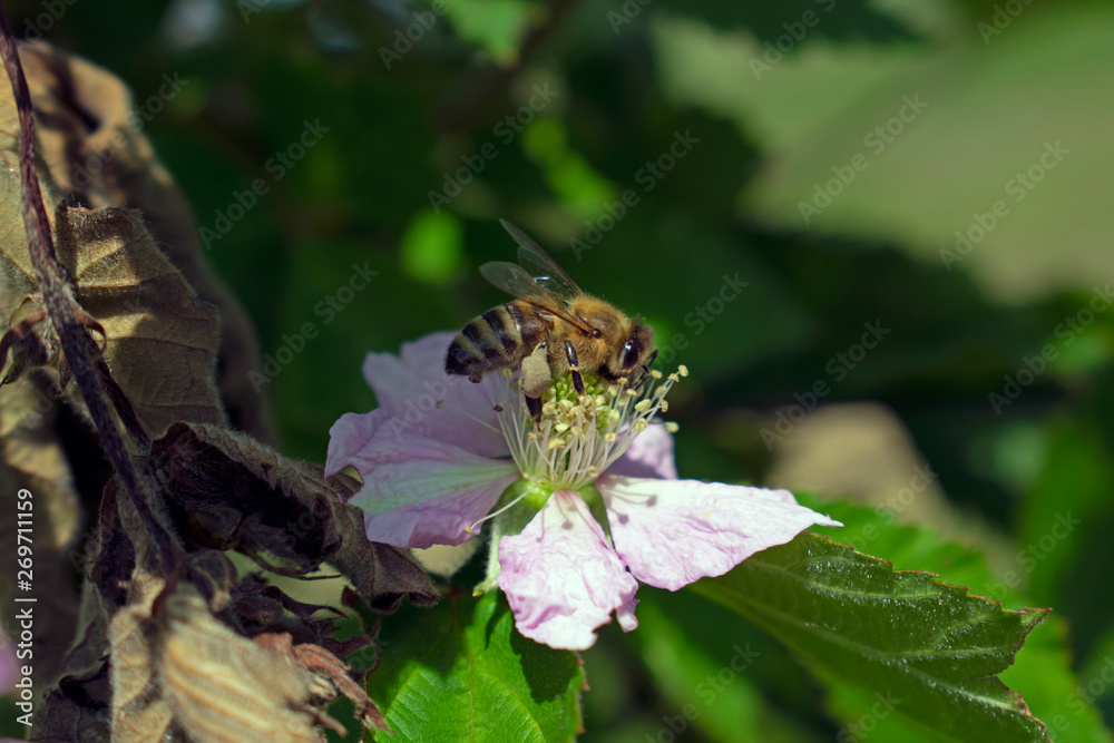 Bee on a blackberry flower - close up Bee on a blackberry flower - close up