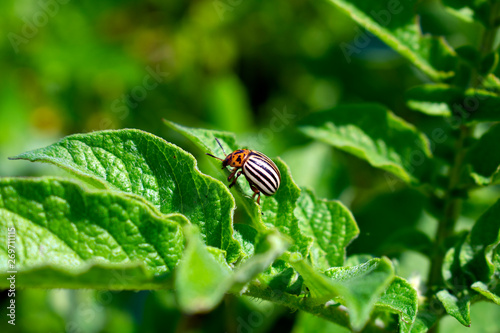 Potato beetle on potato leaf - close oup