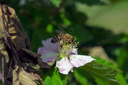 Bee on a blackberry flower - close up