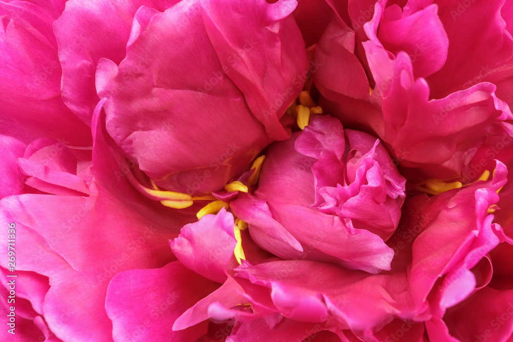 Pink peony blooms closeup Pink peony blooms closeup
