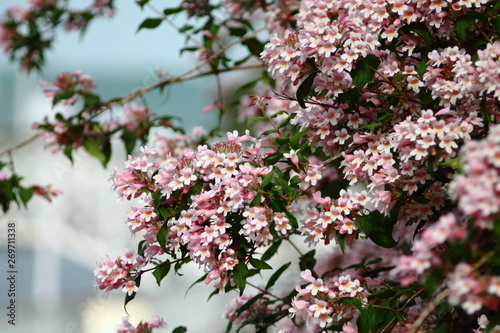 Graceful arching branches of beauty bush ( kolkwitzia amabilis), light pink late spring blossom. Selected focus. photo