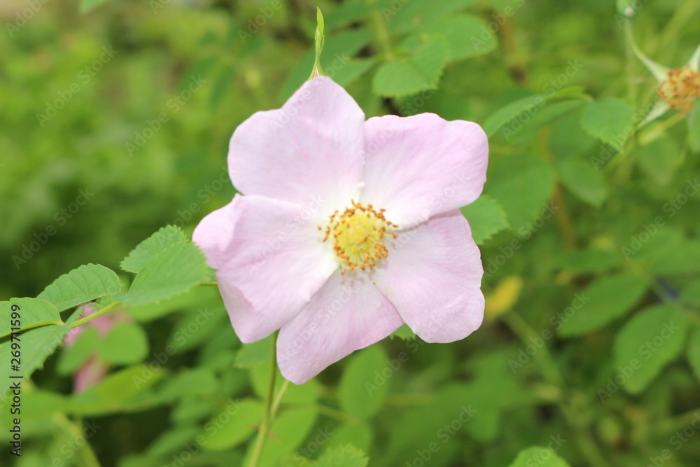 Pink wild rose blooms in early summer. Her flowers are very fragrant and beautiful. Pink wild rose blooms in early summer. Her flowers are very fragrant and beautiful.