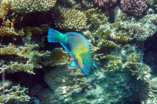 Chlorurus sordidus, Daisy parrotfish